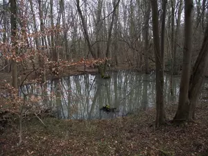 Les bois de la Comt&eacute; &agrave; Saint-Babel